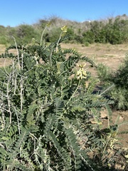 Astragalus trichopodus