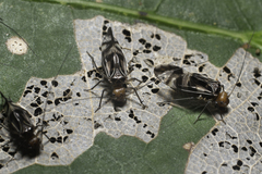 Cerastipsocus trifasciatus