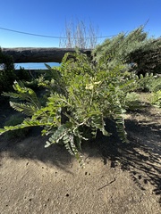 Astragalus trichopodus