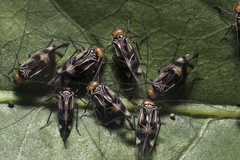 Cerastipsocus trifasciatus