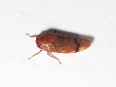 Polana