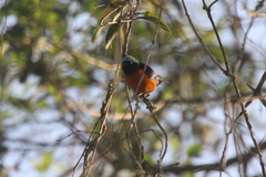 Chlorophonia elegantissima