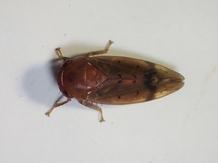 Polana