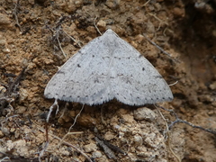 Taxeotis oraula