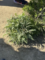 Astragalus trichopodus