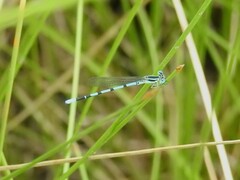 Argia bipunctulata