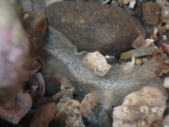 Enchiridium punctatum