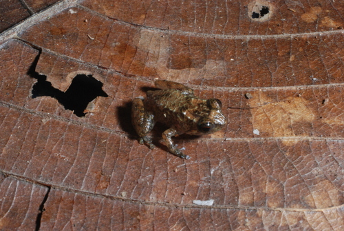 Austrochaperina observed 2008-07-06