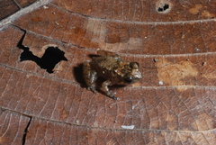 Austrochaperina palmipes