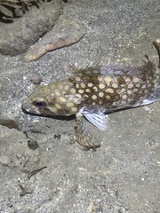 Epinephelus quoyanus