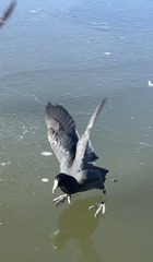 Fulica americana americana