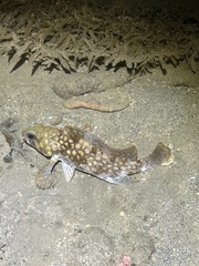 Epinephelus quoyanus