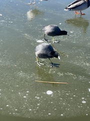 Fulica americana americana