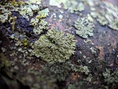 Phaeophyscia rubropulchra