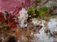 Trinchesia albocrusta