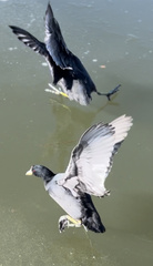 Fulica americana americana
