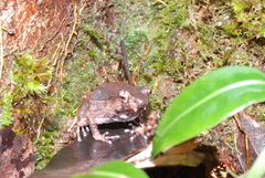 Mantophryne lateralis