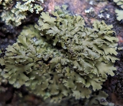 Phaeophyscia rubropulchra
