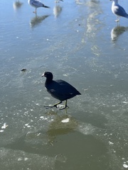 Fulica americana americana