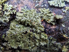 Phaeophyscia rubropulchra