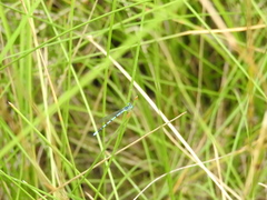 Argia bipunctulata
