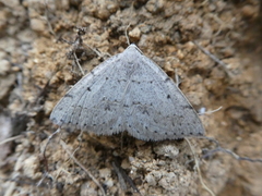 Taxeotis oraula