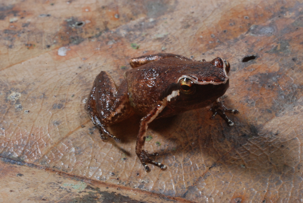 Sempi Rainforest Frog