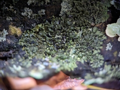 Phaeophyscia pusilloides