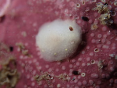 Cadlina flavomaculata