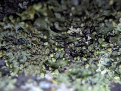 Phaeophyscia pusilloides