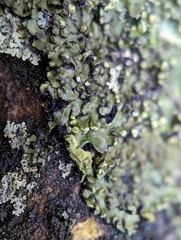 Phaeophyscia pusilloides