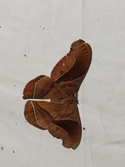 Arsenurinae