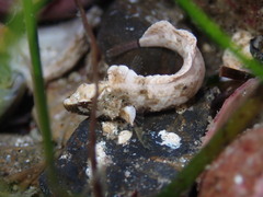 Paraclinus integripinnis