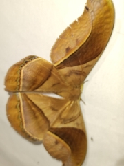 Arsenurinae