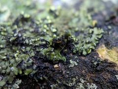 Phaeophyscia pusilloides