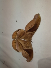 Arsenurinae