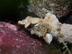 Paraclinus integripinnis