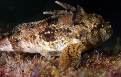 Centropogon australis