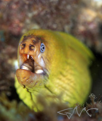 Gymnothorax prasinus