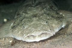 Platycephalus fuscus