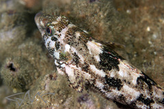 Chironemus marmoratus