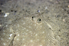 Pseudorhombus jenynsii