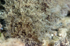 Dolabella auricularia