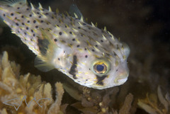 Dicotylichthys punctulatus