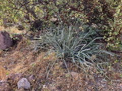 Euphorbia lomelii