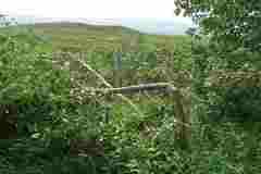 Populus balsamifera balsamifera