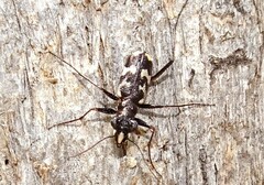 Distipsidera undulata