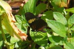 Castilia perilla