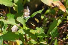 Castilia perilla
