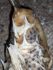 Diodon hystrix
